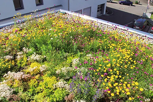 Foto 1 - (Gründach)