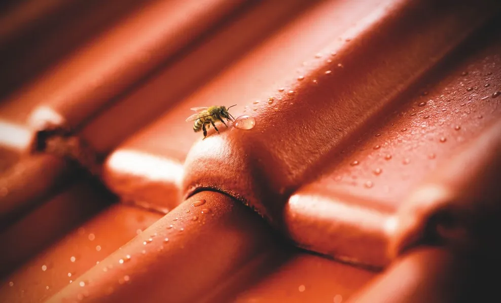 KeyVisual_BRAAS_Frankfurter Pfanne